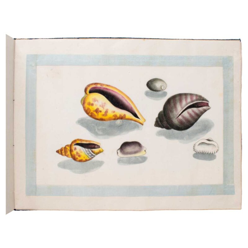 A Fine Chinese Album of Brilliant Watercolour Studies of Shells by ...