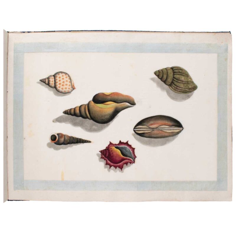 A Fine Chinese Album of Brilliant Watercolour Studies of Shells by ...
