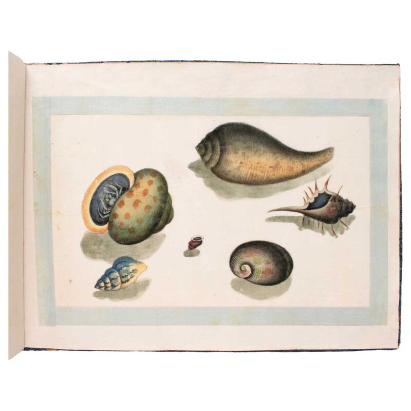 A Fine Chinese Album of Brilliant Watercolour Studies of Shells by ...